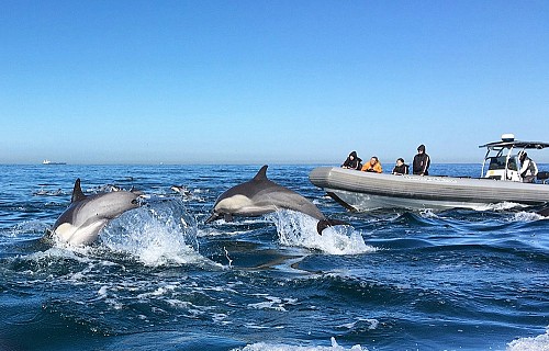 Adventure Whale Watching yacht