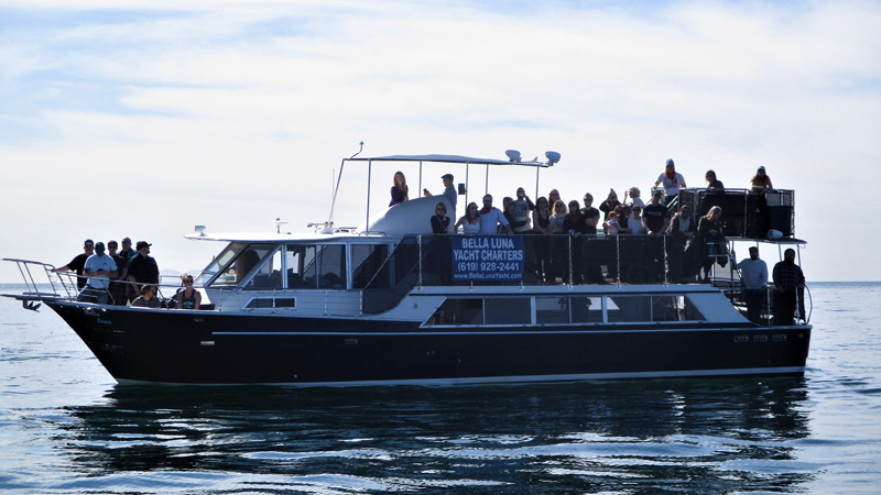 San Diego Yacht Harbor Cruise image