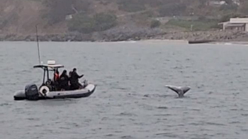 San Diego Yacht Dolphin & Whale Watching image