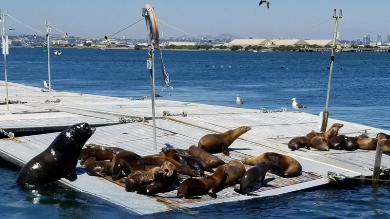 San Diego Yacht Wildlife Seafari image