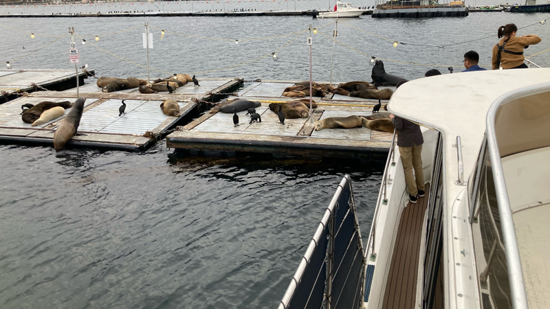 San Diego Yacht Wildlife Seafari image