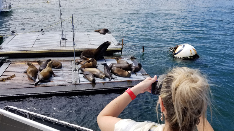 San Diego Yacht Wildlife Seafari image