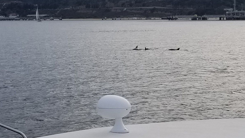 San Diego Yacht Wildlife Seafari image