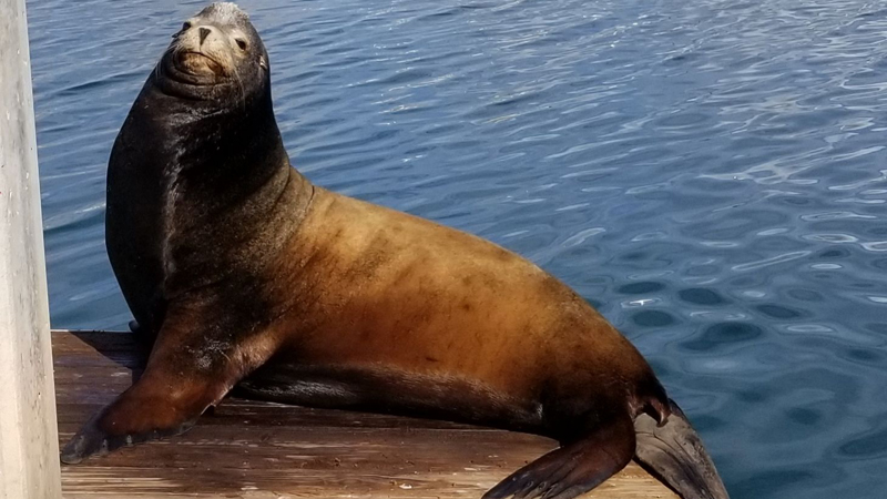 San Diego Yacht Wildlife Seafari image
