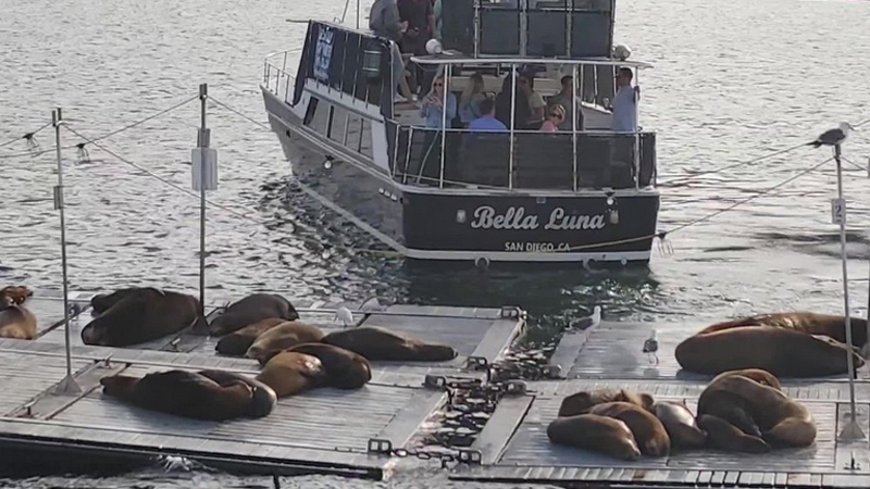 San Diego Yacht Wildlife Seafari image