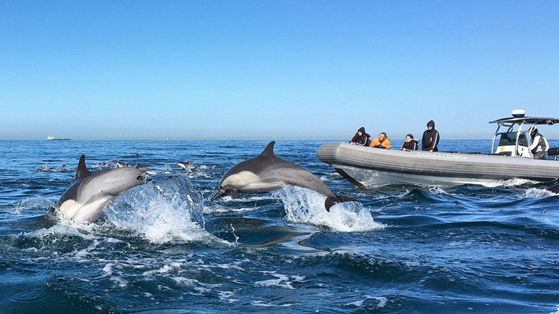 San Diego Yacht Dolphin & Whale Watching image