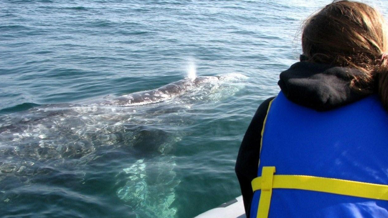 San Diego Yacht Dolphin & Whale Watching image