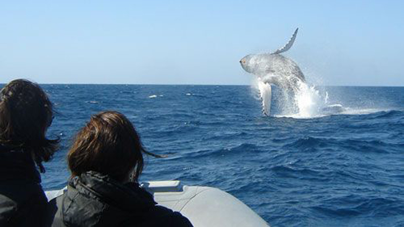 San Diego Yacht Dolphin & Whale Watching image