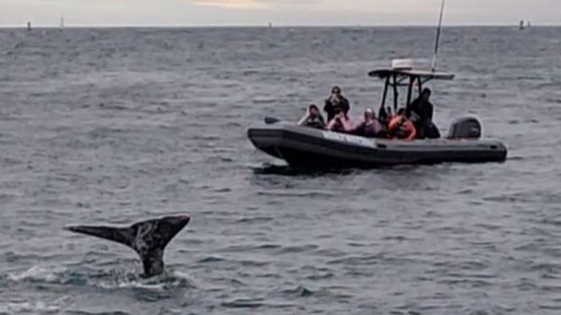San Diego Yacht Dolphin & Whale Watching image