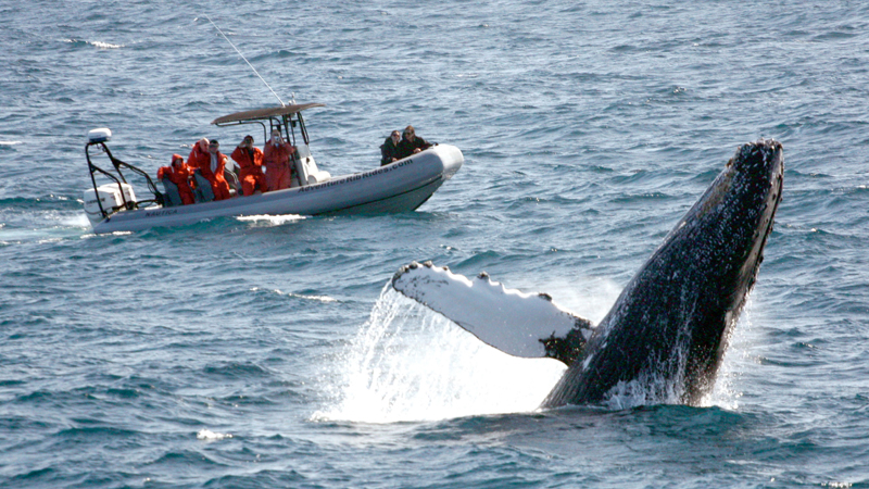 San Diego Yacht Dolphin & Whale Watching image
