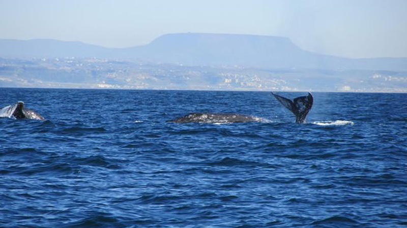 San Diego Yacht Dolphin & Whale Watching image